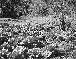 Las verduras como estas coles se plantan en pequeños claros en el bosque.