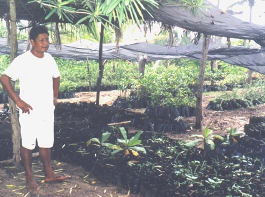 Casi todos los proyectos que visitamos en la costa de Oaxaca tenían extensos viveros de plantas y árboles autóctonos para la reforestación. Este vivero se encuentra en una reserva de ecoturismo en un manglar.