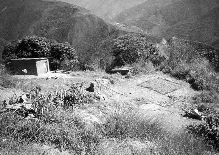 Una granja de coca en las tierras altas de Bolivia. Tradicionalmente la gente usa hojas de coca para tés inofensivos y uso medicinal.