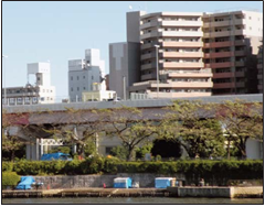 Cabañas de plástico laminado, instaladas por okupas sin hogar a lo largo de la orilla del río Sumida, en Tokio.