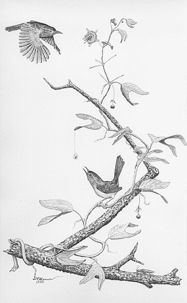 4. Brown-Throated Wren (Saltapared) Troglodytes brunneicollis.