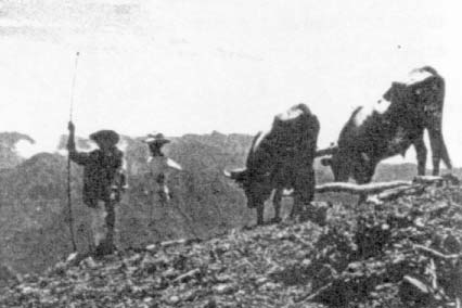 Farmers in Sinaloa live by planting beans and maize on the steep hillsides.