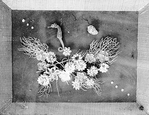 A framed design with flowers made with fish scales and sea shells, made by the Pargos and their parents.