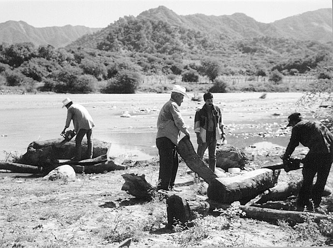 Using chainsaws, villagers cut fallen timbers carried by the flooding rivers from the mountains.