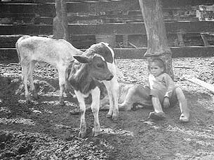 Whether relaxing with the calves or playing with an old wheelbarrow, the children have fun.