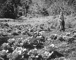 Vegetables such as these cabbages are planted in small clearings in the forest.