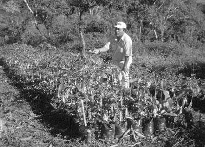 Alejandro Obando shows some of the thousands of seedlings which the staff and children nurture for reforestation.