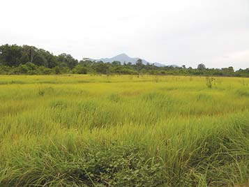 Vast areas of rainforest have been replaced by alang-alang, an introduced foreign grass that, once it takes over, forms a monoculture where nothing else can grow.
