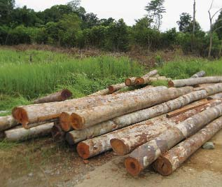 Illegal logging is decimating the rainforests and contributing to climate change, both locally and globally.