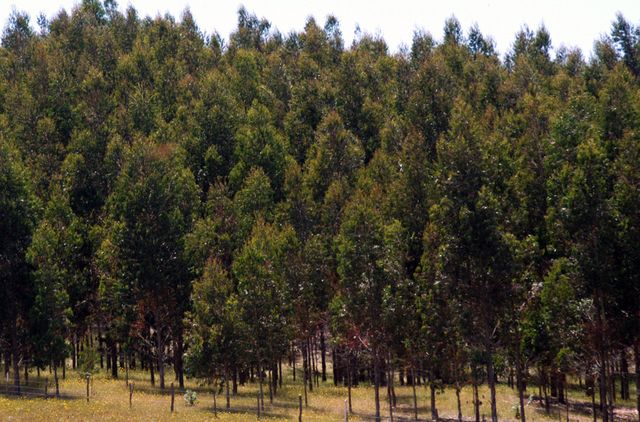 A monoculture eucalyptus plantation. Millions of acres of native forest in Chile have been replaced by eucalyptus and pine plantations, which contribute to environmental demise and water shortage.