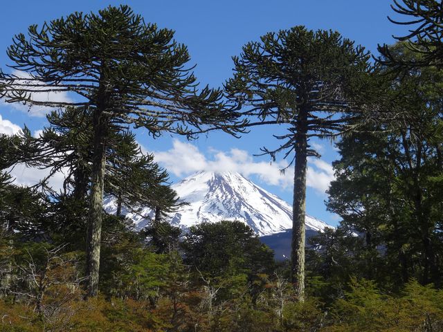 Conguillio National Park, near Temuco, lies in the middle of the ancestral territory claimed by the Mapuche. The Llaima Volcano, periodically still active is regarded as sacred.