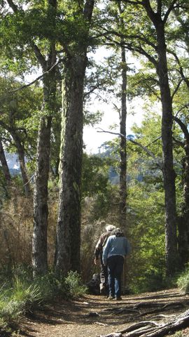 Trees of the Conguillio National Park.