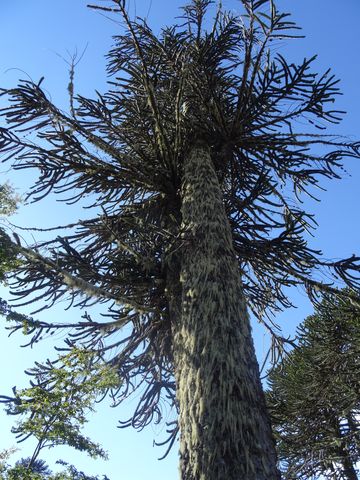 The ‘araucaria’ tree.