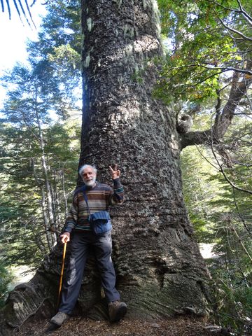 David standing beside an ‘araucaria’.