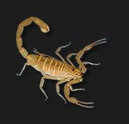 Scorpions in the genus ‘Centuroides,’ though they look delicate, are the most lethal in Mexico and the U.S. Southwest.