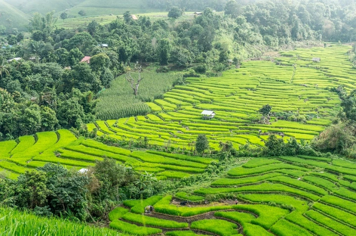 Traditional terraced rice fields in rural Thailand.